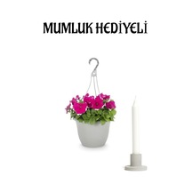 Kadınlar Gününe Özel Askılı Pembe Petunya Çiçeği Sarı Milli Kaktüs Hediyeli