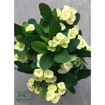 Sarı Dikenler Tacı Kaktüsü 1 Adet 15-25cm Euphorbia Milii