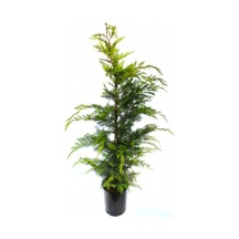 Videolu Favori Leylandi Çam Fidanı 70-100 Cm 1 Adet Saksılı Dış Mekan Cupressocyparis Leylandii