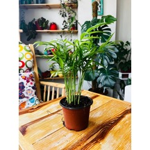 Dağ Palmiyesi - Chamaedorea Elegans - 25cm 6299
