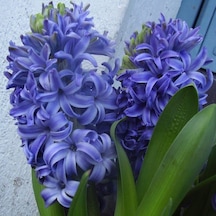 Hyacinthus Blue Pearl Sümbül Soğanı 3 Adet