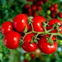 Çeri Pinpon Domates Tohumu 40 Tohum 1 Paket