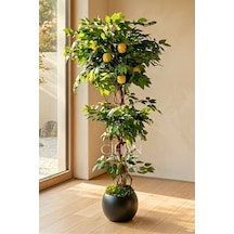 Yapay Limon Ağacı 180 Cm - 6 Limonlu Siyah Küre Saksılı 27x33 Cm Beyaz