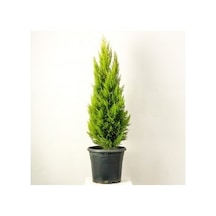 Limon Servi Fidanı 60-80 Cm