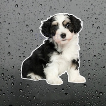 Collie Köpek Araba Sticker Su Geçirmez Model 1