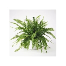 Serada Decor & Plant Serada Decor&plant Aşk Merdiveni Fujer Nephrolepis Makrome Saksıda Ev Bitkisi Ofis Canlı