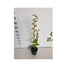 Ligustrum Fidanı 10-20 Cm