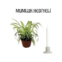 Anneler Gününe Özel Hediyelik Kurdele Çiçeği Mumluk Hediyeli Ofis Bitkisi