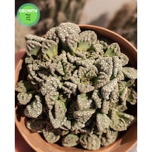 Titanopsis Calcarea Sukulent 1 Adet