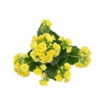 Yellow Kalanchoe Seedling Sarı Kalanchoe Fidanı Kalanşo 10-20 Cm