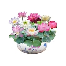 5 Adet Nadir Uzak Doğu Lotus Çiçeği Tohumu, Kutsal Karışım