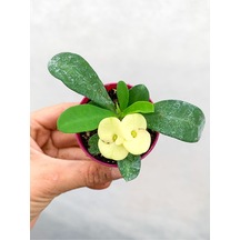 Sarı Çiçekli Dikenler Tacı Euphorbia Milii Mini Saksıda
