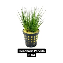 Eleocharis Parvula No:3