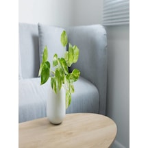 Berceste Peyzaj Pothos Sarmaşığı Yerli Üretim Ev Bitkisi Ofis Bitkisi Salon Bitki