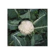 Karnabahar Tohumu Çoklu - 5 Gram