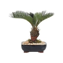 10 Adet Tohum Saksılık Bonsai Rabusta Palmiye Bitki Tohumu Yeni Mahsul Palmiye Tohumu Saksı Toprak