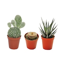 Sukulent Kaktüs Set 3 Adet Mini Saksılı 009