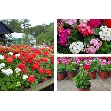 Serada Decor Plant Beyaz Sardunya Çiçeği Saksılı