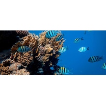 Kanki Pet 155 cm KP1556514 Akvaryum Arka Fon Yapıştırma 155x65 cm