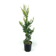 Cupressocyparis Leylandii Leylandi Çam Fidanı 60-100 Cm