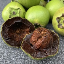 Tüplü Black Sapota Çikolata Meyvesi Ağacı Fidanı 30-70 Cm