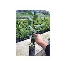 Defne Fidanı Bitkisi 40-60 Cm