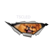 Pomeranian Cinsi Sevimli Köpek Yapıştırması Sticker