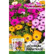50 Adet Bodrum Papatyası Çiçek Tohumu