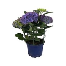 Hydrangea Macrophylla Blue (Mavi Ortanca) 14 CM 35-40 CM