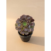 Mine Garden İthal Siyah Saksıda Canlı Bordo Aeonium Arboreum 1 Adet