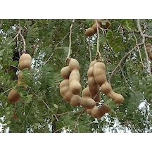 Tamarind 4 Adet Tohum