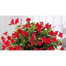 Serada Decor Plant Kırmızı Mandavilla Sarmasıgı 60 Cm