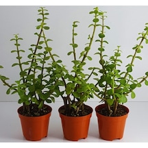 Crassula Bonsai Porticulara Afra Yesim Ağacı Şans Bitkisi Sukulent 8.cm Saksıda
