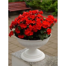 Bol Kırmızı Çiçekli Ortanca Fidanı 30-60 Cm Tüplü Çiçekli Bodur Bitkiler Red Hydrangea