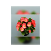 Şeker Begonya Fidanı Saksıda Canlı Çiçek 10-20 Cm