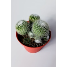 Notocactus Scopa Albispinus 3 Lü Kaktüs 12 Cm Saksıda