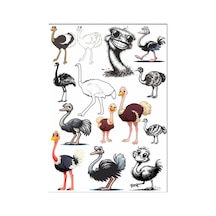 Deve Kuşu Sticker Set