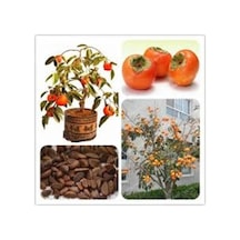 5 Adet Tohum Organik Trabzon Bal Hurma Tohumu Trabzon Hurması Bonsai
