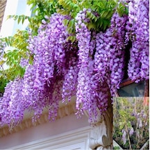 Purple Wisteria Seedling Mor Salkım Fidanı 10-20 Cm