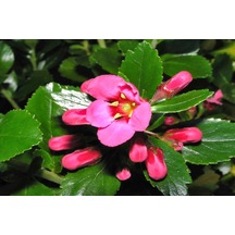 Pembe Çiçekli Eskolonya 'Escallona Cardinalis' 5'li Set