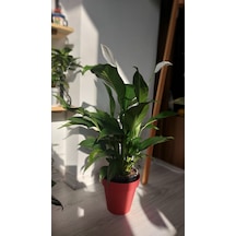 Spathiphyllum - Barış Çiçeği 60cm 6287