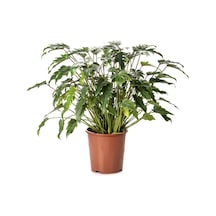 Phılodendron Xanadu