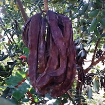 Tüplü Keçi Boynuzu Harnup Fidanı 80-120 Cm