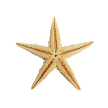 Tahtakaletoptanci Natural Deniz Yıldızı 6 Cm - 9 Cm