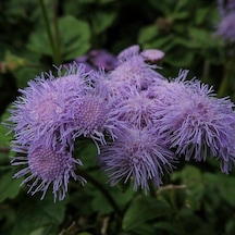 Vapur Dumanı 30 Adet Tohum