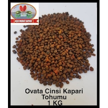 Kapari Tohumu 1 KG Aşçı Murat Kapari