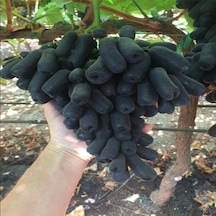 Tüplü Çekirdeksiz Finger Black Üzüm Fidanı