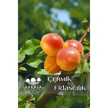 Tüplü Yanaklı Şekerpare Kayısı Fidanı