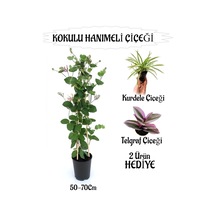 Mis Kokulu Hanımeli Çiçeği 1 Adet+kurdele-telgraf Çiçekleri Hediye