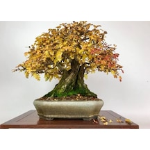 Nadir Ithal Bodur Sarı Alıç Bonzai Ağacı Tohumu 3 Tohum Bonsai Tohumu